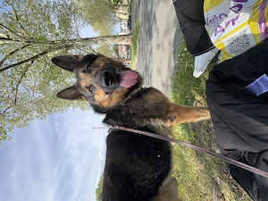 Der kleine Mann sucht dringend ein zu Hause