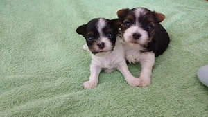 Bieweryorkshirteterrier  Rüden