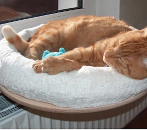 Fensterbankliege für große Katzen
