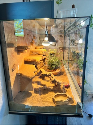 "Tausche Glas-Terrarium ( bm{159  times 60  times 60  text{ cm}}) gegen Holzterrarium"