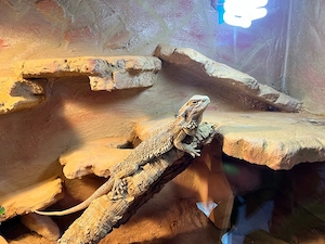 Großes Glasterrarium (159cm) - TAUSCH gegen kleineres Becken