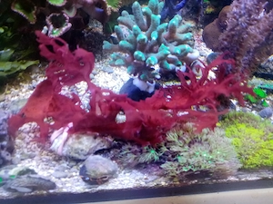 Schöne Ableger Korallen, Rotalge, Meerwasser Salzwasser Aquarium, Versand !! Bild 8