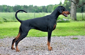 Dobermann gesucht.