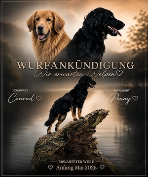 Wurfankündigung Hovawarte ab 4.5.26