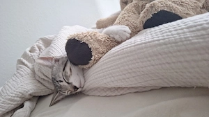 katze zu verkaufen