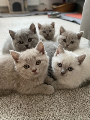 Süße BKH-Kitten (2 Monate)   Entwurmt & Abgabebereit!