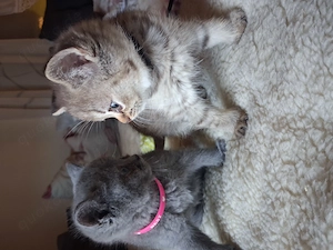 Wunderschöne reinrassige BKH Kitten suchen ein liebevolles Zuhause