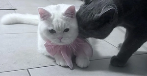 bkh katze. weiblich und mänlich 