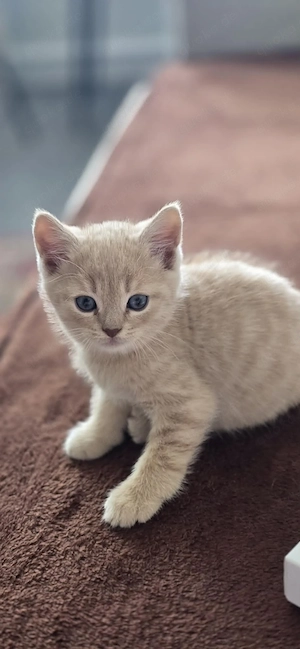 Britisch Katze