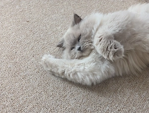 2 Katzen abzugeben 