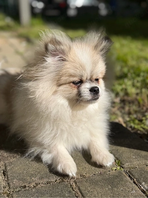    Mini Pomeranian Rüde   Top gepflegt   mit Papieren & Impfungen   