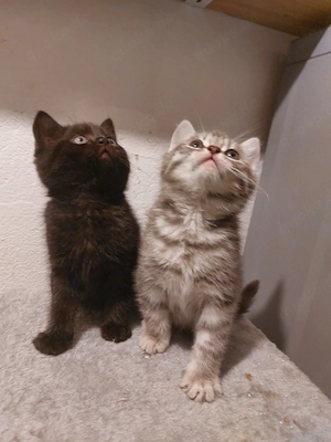 Britische Kurzhaar Kitten 