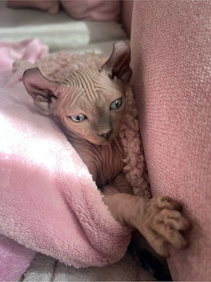 Elf sphynx Katzen