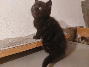 Britische Kurzhaar Kitten 