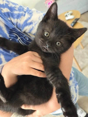 Zwei BKH Kitten (m w) suchen liebevolles Zuhause   