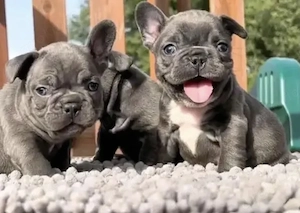 Französische Bulldoggen Welpen 