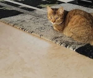 verkaufen katze 