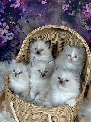 Ragdoll BKH Kitten