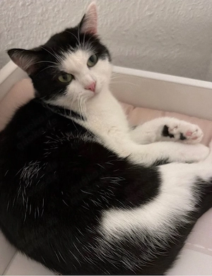 Katze sucht ein neues Zuhause 