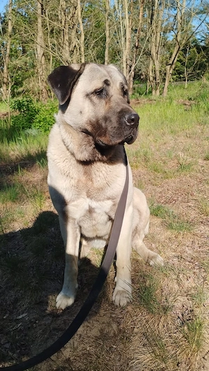 Kangal Hündin 