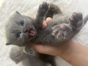 BKH Kitten auf dem Weg in ihr neues Zuhause