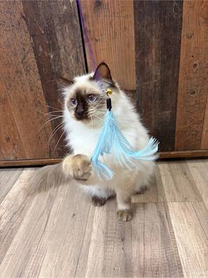Anhängliche Heilige Birma Katze Kätzin