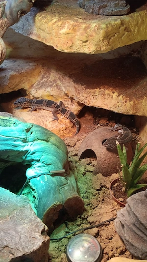 Leopardgecko Weibchen 