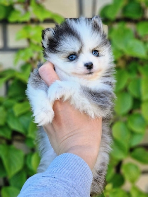 Pomsky F2 Micro & Toy Puppengesicht Bärchentyp Wollycoat 