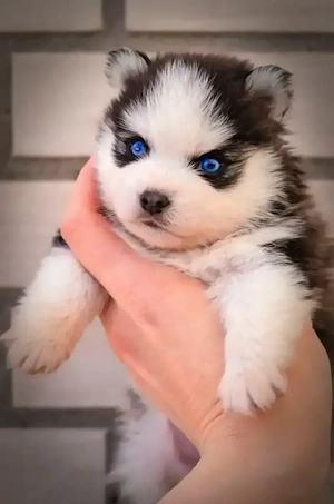 Pomsky F2 Micro & Toy Puppengesicht Bärchentyp Wollycoat  Bild 5