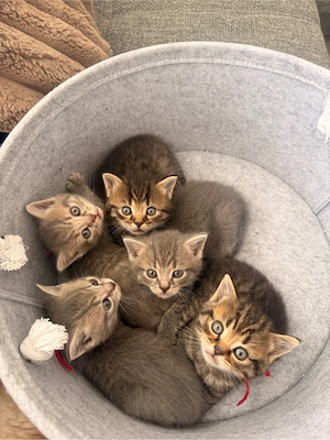    Wunderschöne, liebevolle Kitten suchen ein Zuhause   