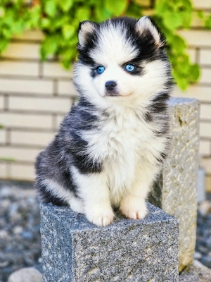 Pomsky F2 Micro & Toy Puppengesicht Bärchentyp Wollycoat  Bild 3