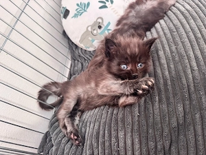 Charakterstarke Maine coon Kitten 