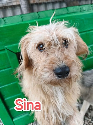 Sina wartet auf ein Zuhause 