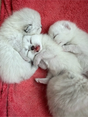    BKH Kitten suchen ein liebevolles Zuhause   