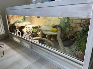 Rotblaues Bartagamenmännchen mit Terrarium abzugeben *bitte genau lesen!*