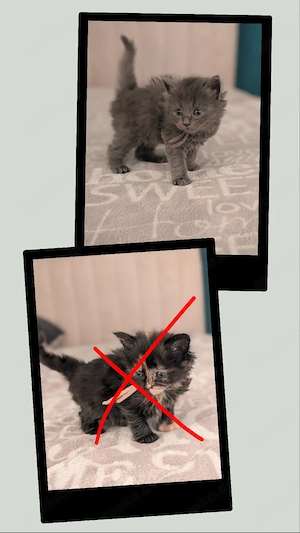 7 wunderschöne Maine Coon - BKH Mix Kitten suchen liebevolles Zuhause