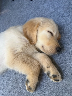 Golden Retriver Welpe