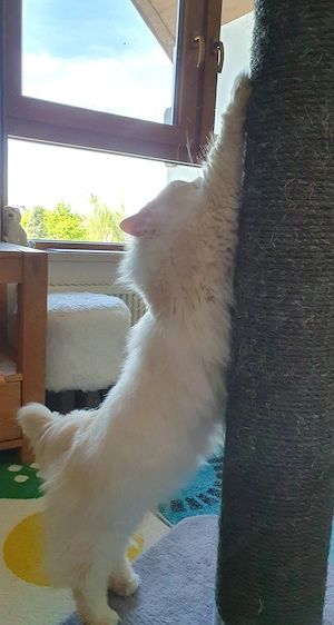 Fluaschknäuel sucht interessantes Zuhause Bild 6
