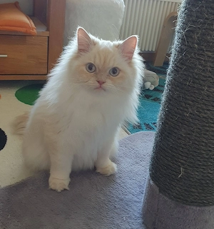 Fluaschknäuel sucht interessantes Zuhause Bild 2