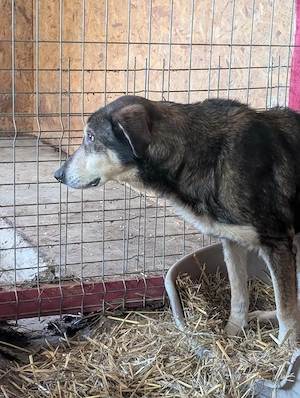 Sammy möchte auch noch ein schönes Zuhause Bild 5