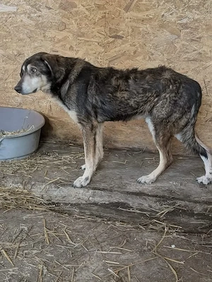 Sammy möchte auch noch ein schönes Zuhause Bild 2