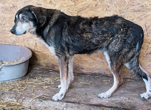 Sammy möchte auch noch ein schönes Zuhause Bild 8