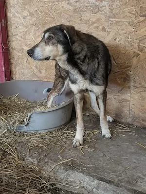 Sammy möchte auch noch ein schönes Zuhause Bild 3