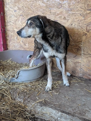 Sammy möchte auch noch ein schönes Zuhause Bild 6