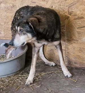 Sammy möchte auch noch ein schönes Zuhause Bild 4