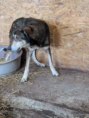 Sammy möchte auch noch ein schönes Zuhause Bild 7