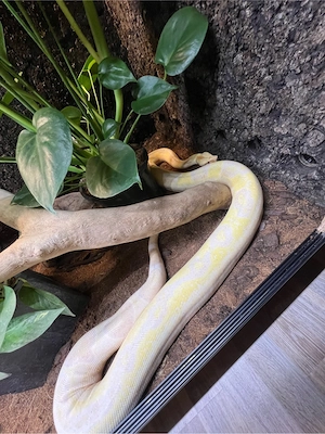 Boa Constrictor Imperator 0.1
