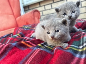 zwei reinrassige Russisch Blau Kitten
