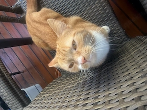 Katzen Dame 