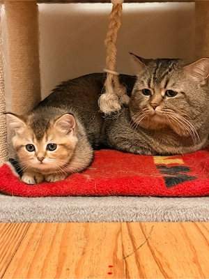 Britisch Kurzhaar Katzenbabys (BKH) suchen ein liebevolles Zuhause   